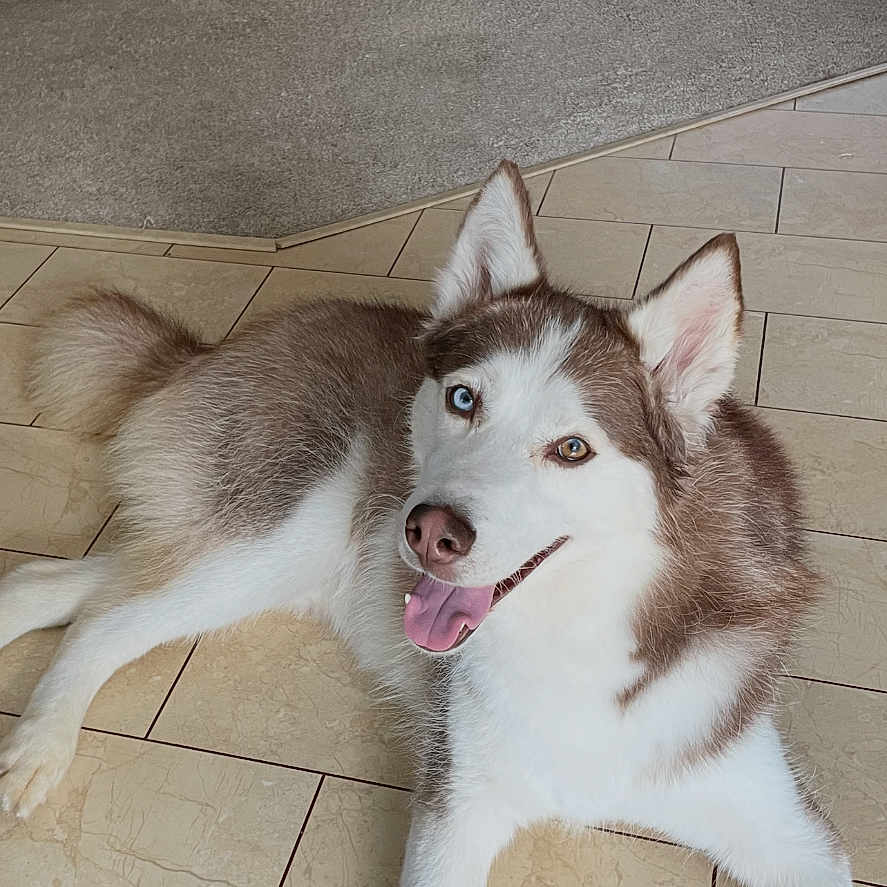 Blitz is registered to the contest to win money with this photo: dog, husky, heterochromia, tongue_out, pet, floor, tile_floor, indoor, living_room, fireplace, firewood, pet_bed, smiling, relaxed, fur, ears, white, brown, canine, animal