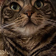 Florence is registered to the contest to win money with this photo: cat, tabby_cat, close_up, face, whiskers, fur, eyes, pet, animal, indoor, curious, mammal, feline, portrait, cute, domestic_animal, nose, head, expression, cozy
