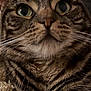 cat, tabby_cat, close_up, face, whiskers, fur, eyes, pet, animal, indoor, curious, mammal, feline, portrait, cute, domestic_animal, nose, head, expression, cozy