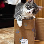 Little Man is registered to the contest to win money with this photo: cat, gray_cat, white_cat, cardboard_box, indoor, floor, tile_floor, wooden_furniture, curious, pet, animal, feline, cute, playful, relaxed, domestic_cat, box, head_tilt, whiskers, ears
