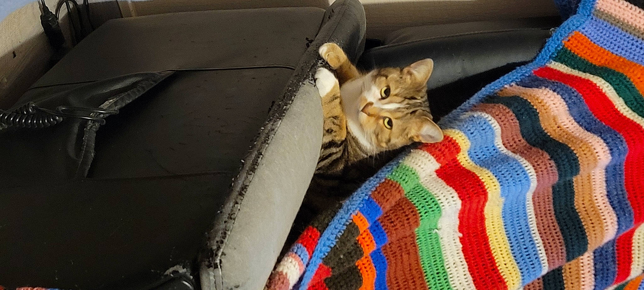 Sansa participe au concours pour gagner de l'argent avec cette photo : auto_part, automotive_tire, automotive_wheel_system, carnivore, cat, comfort, domestic_short_haired_cat, door, fawn, felidae, fur, linens, pattern, plaid, small_to_medium_sized_cats, tail, tartan, vehicle_door, whiskers, wood