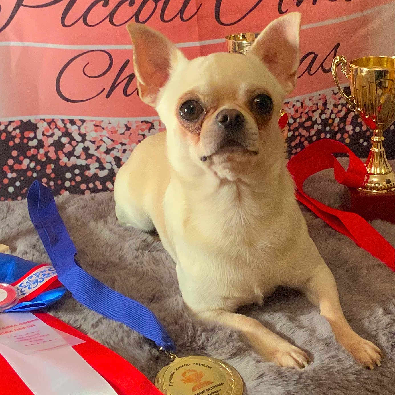 Charlie is registered to the contest to win money with this photo: canidae, carnivore, coin, companion_dog, currency, dog, dog_breed, dog_supply, fawn, font, money, non_sporting_group, pet_supply, photo_caption, snout, terrestrial_animal, toy_dog, whiskers, working_animal