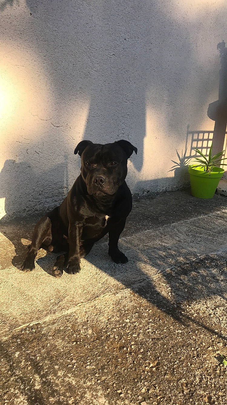 Oka a rejoint le concours — aidez-le/la à gagner de superbes lots ! american_pit_bull_terrier, canidae, carnivore, dog, dog_breed, fawn, guard_dog, mammal, non_sporting_group, patterdale_terrier, snout, sporting_group, staffordshire_bull_terrier, vertebrate