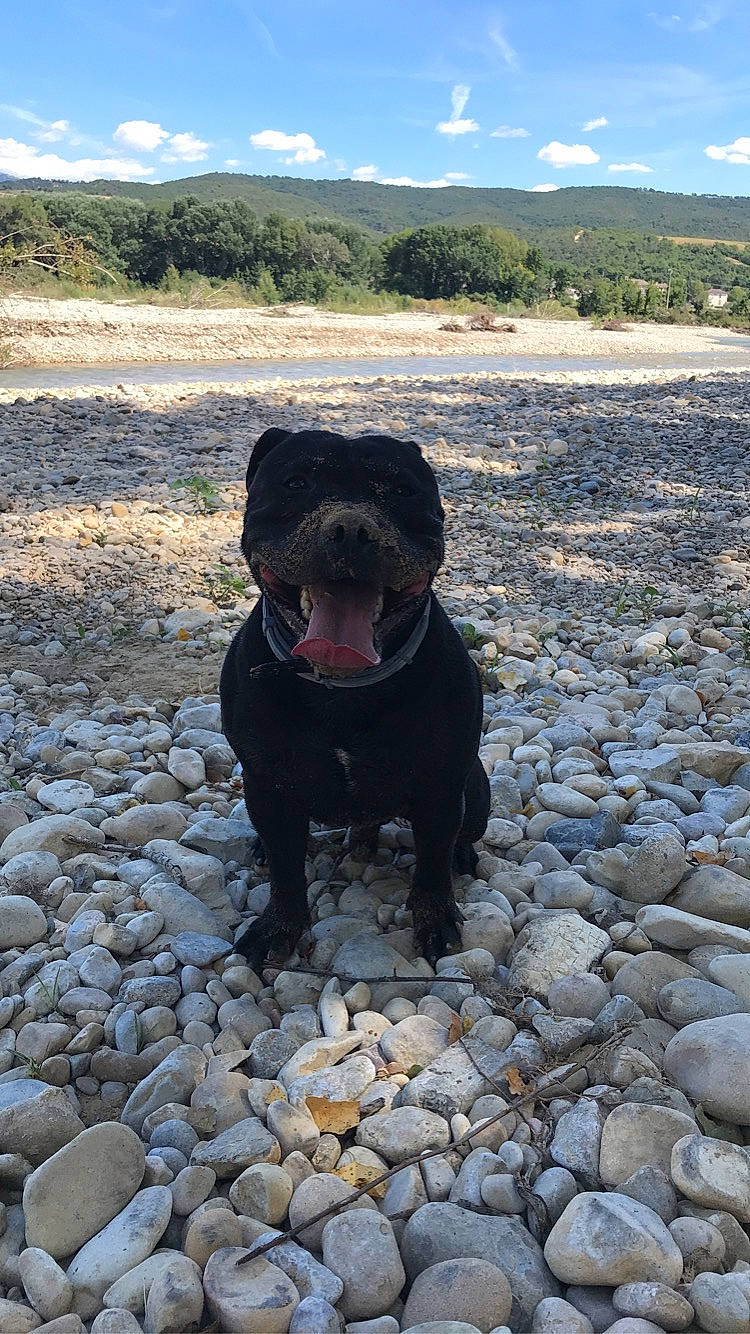 Oka participe au concours pour gagner de l'argent avec cette photo : cane_corso, canidae, carnivore, dog, dog_breed, guard_dog, rock, sporting_group