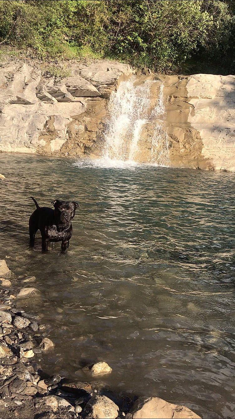 Oka a rejoint le concours — aidez-le/la à gagner de superbes lots ! canidae, carnivore, dog, dog_breed, river, rock, sporting_group, stream, water, water_feature, water_resources, watercourse, waterfall