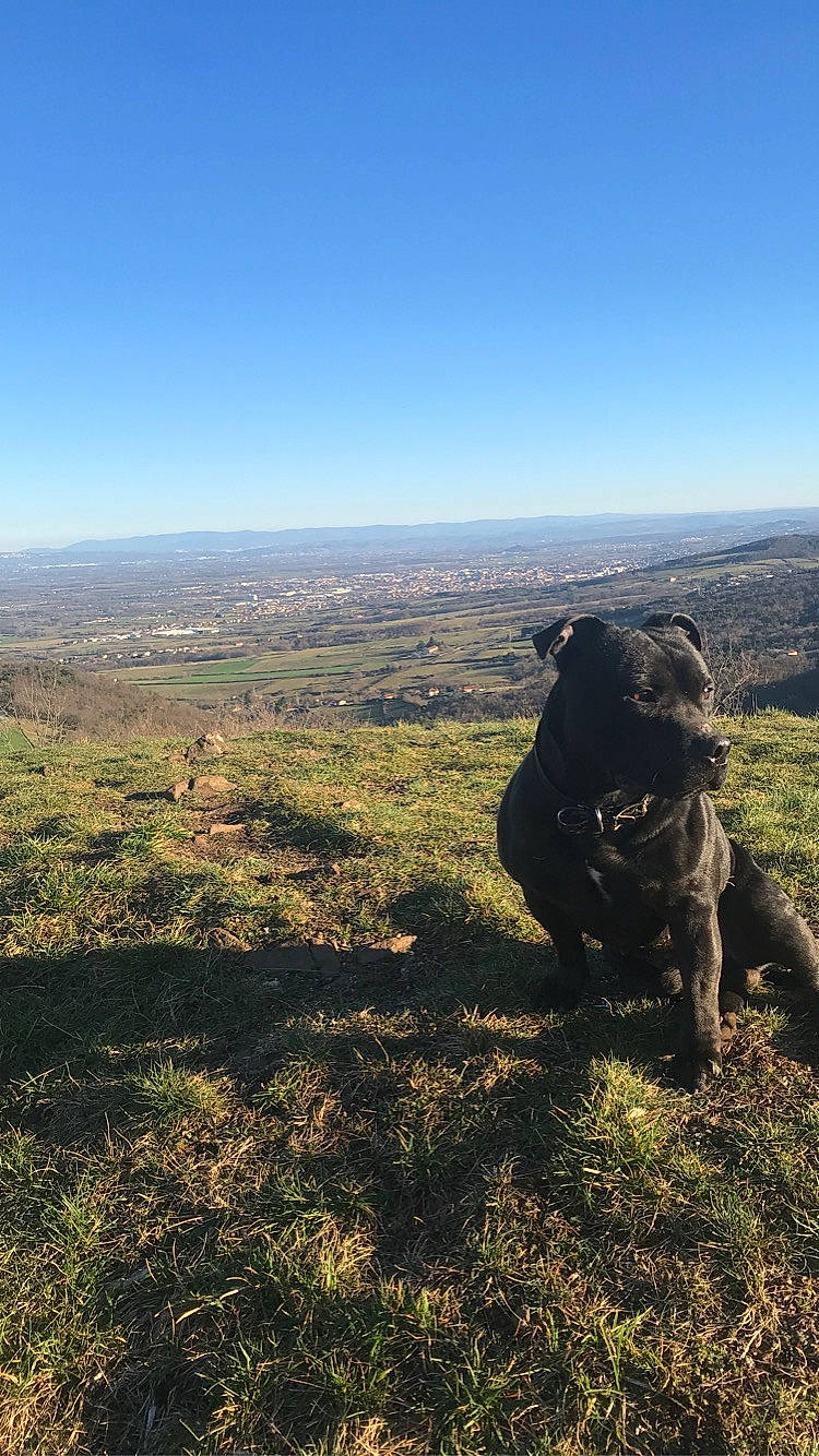 Oka a rejoint le concours — aidez-le/la à gagner de superbes lots ! adventure, american_pit_bull_terrier, canidae, carnivore, cloud, dog, dog_breed, fell, guard_dog, hill, landscape, mountain, non_sporting_group, sky, sporting_group, wilderness