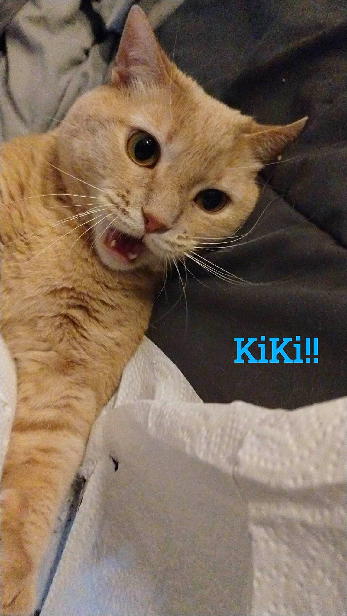 Kiki joined the competition — help win amazing prizes! balinese, carnivore, cat, claw, comfort, domestic_short_haired_cat, ear, fawn, felidae, fur, gesture, paw, photo_caption, small_to_medium_sized_cats, tail, thai, whiskers