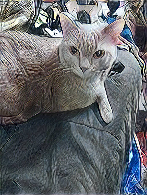 Kiki joined the competition — help win amazing prizes! carnivore, cat, cat_bed, comfort, domestic_short_haired_cat, felidae, fur, grey, linens, nap, pattern, paw, photo_caption, small_to_medium_sized_cats, snout, tail, whiskers