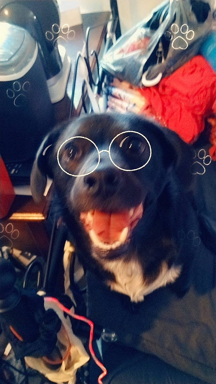 Kuma is registered to the contest to win money with this photo: automotive_lighting, beard, carnivore, companion_dog, cool, dog_breed, electric_blue, eyewear, glasses, goggles, happy, mammal, personal_protective_equipment, selfie, smile, snout, sunglasses, vision_care, whiskers, working_animal