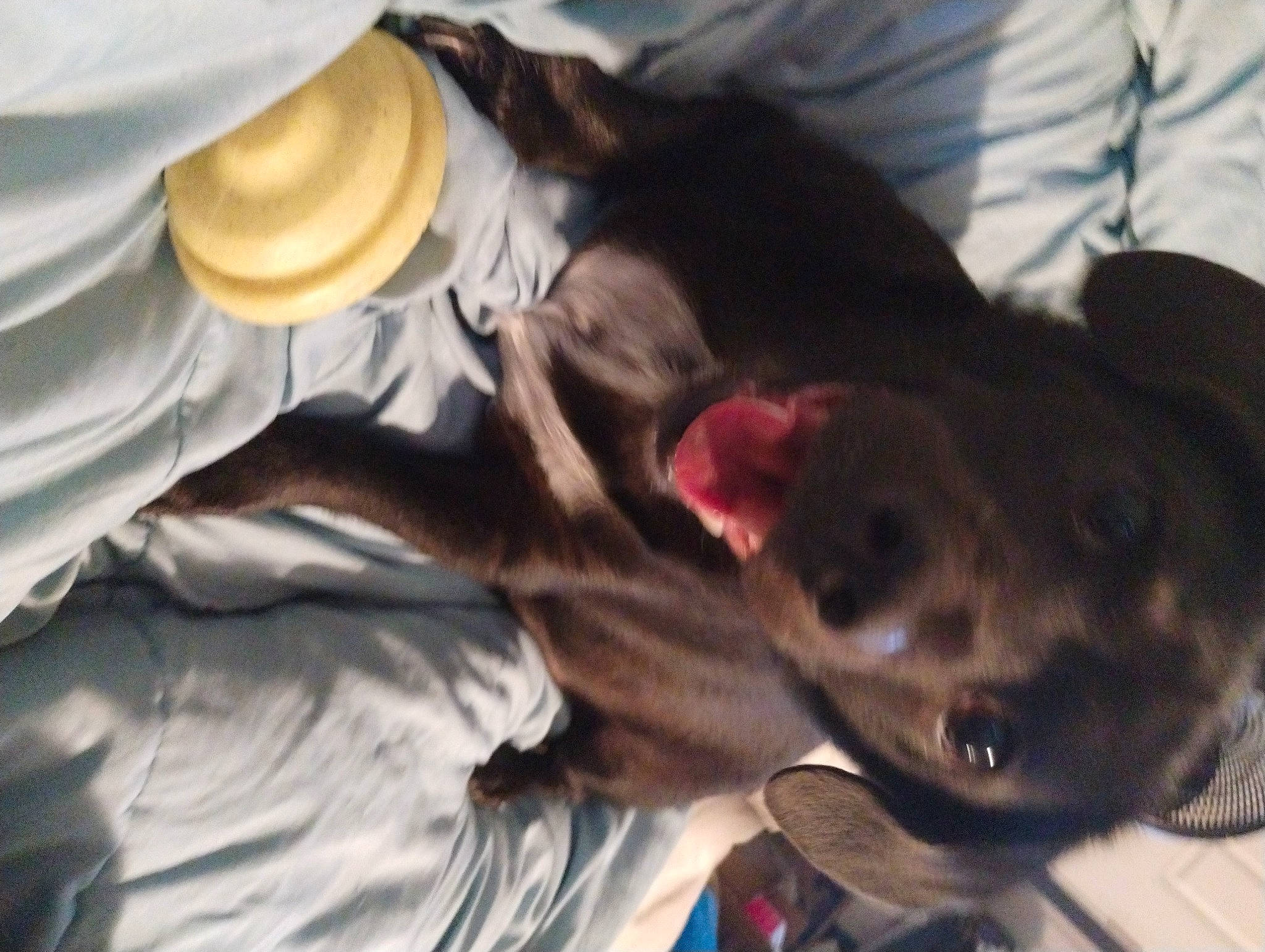 Kuma is registered to the contest to win money with this photo: canidae, carnivore, collar, comfort, companion_dog, dog, dog_breed, dog_collar, ear, fawn, fur, gesture, guard_dog, linens, liver, sporting_group, tail, water, whiskers, working_animal