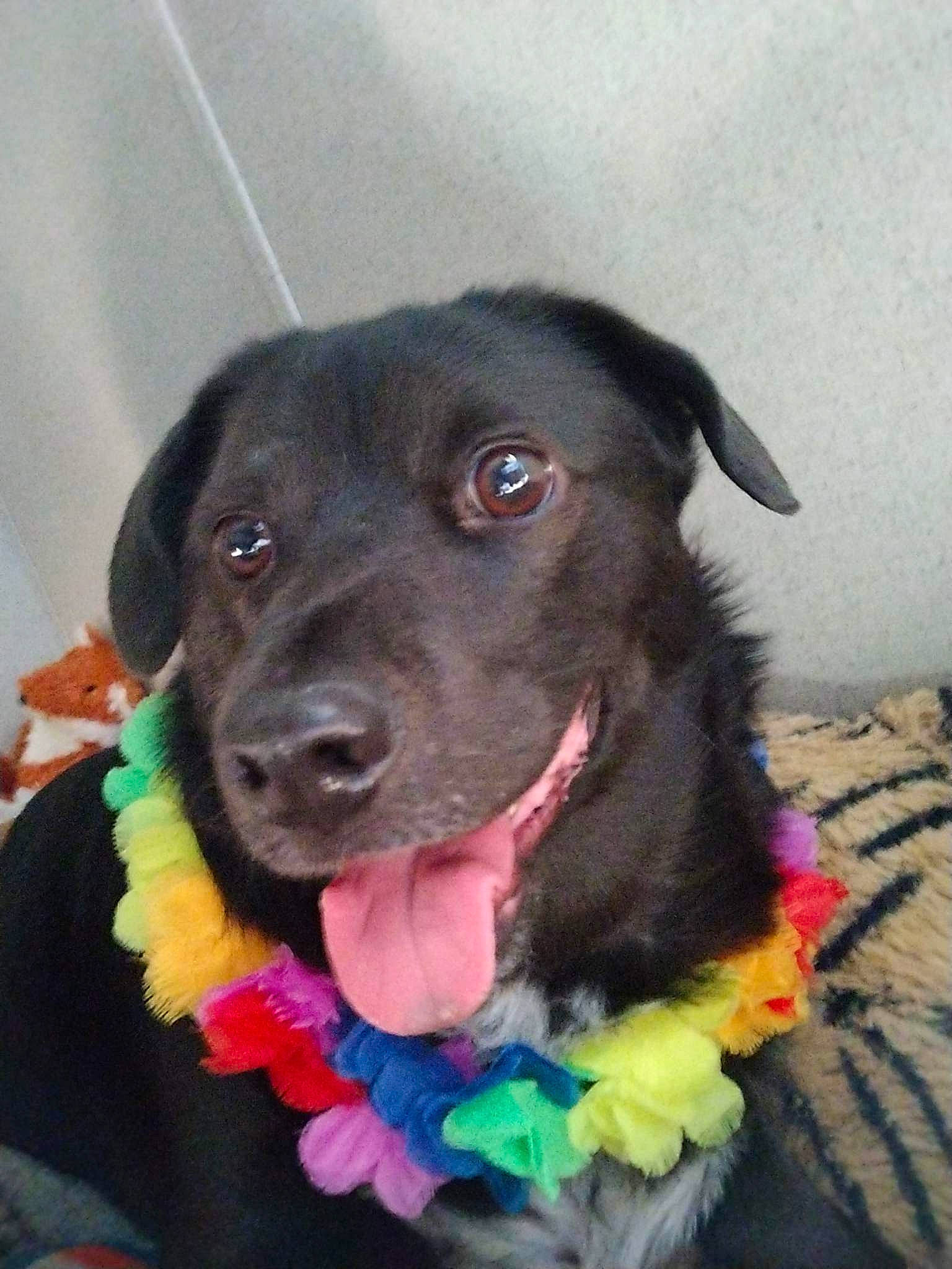 Kuma is registered to the contest to win money with this photo: borador, canidae, carnivore, collar, companion_dog, dog, dog_breed, dog_collar, dog_supply, dog_toy, electric_blue, fashion_accessory, fur, leash, liver, retriever, snout, sporting_group, whiskers, working_animal