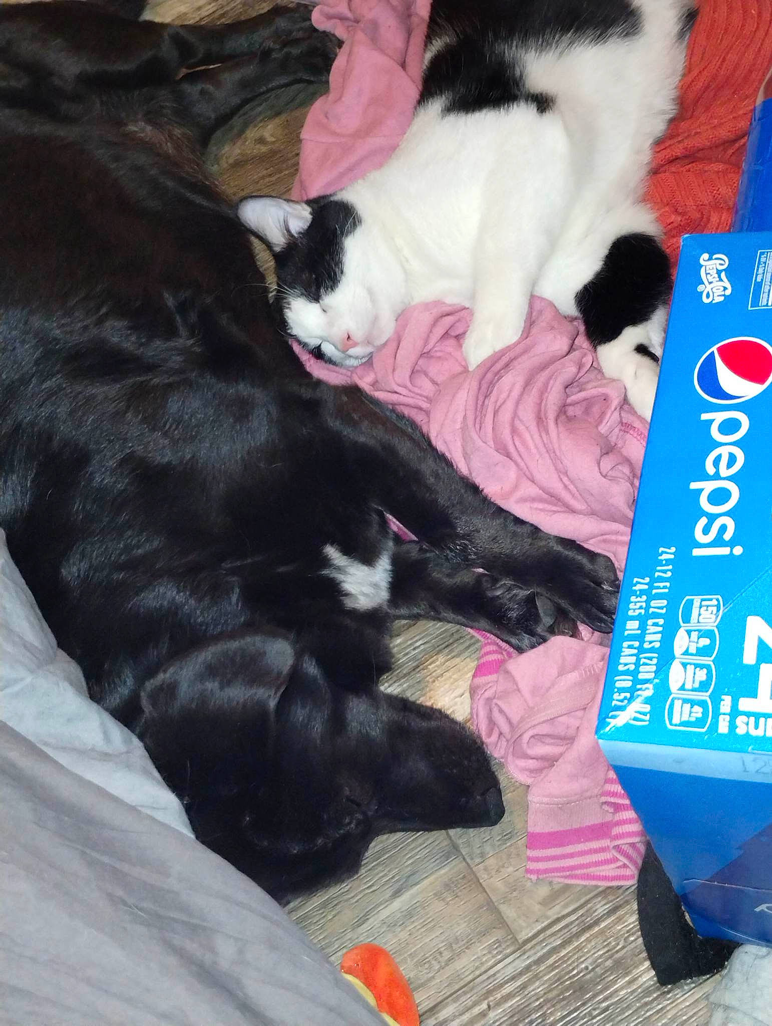 Kuma joined the competition — help win amazing prizes! canidae, carmine, carnivore, cat, cat_supply, comfort, companion_dog, dog_breed, domestic_short_haired_cat, electric_blue, felidae, flooring, fur, lap, mammal, paw, small_to_medium_sized_cats, tail, vertebrate, whiskers