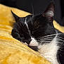 Sacha participe au concours pour gagner de l'argent avec cette photo : cat, black_and_white, sleeping, whiskers, close_up, soft_texture, yellow_blanket, feline, pet, napping, cozy, relaxed, fur, animal, domestic, cute, resting, indoors, peaceful, portrait