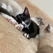 Sacha a rejoint le concours — aidez-le/la à gagner de superbes lots ! cat, kitten, sleeping, black_and_white, beige_cat, paw_pads, cozy, blanket, soft_texture, close_up, resting, indoor, pets, cute, fur, animal, relaxation, snuggling, whiskers, ears