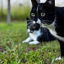Sacha a rejoint le concours — aidez-le/la à gagner de superbes lots ! cat, tuxedo_cat, grass, outdoor, animal, pet, black_and_white, feline, whiskers, nature, blurred_background, close_up, eyes, ears, mammal, two_animals, resting, greenery, focus, curious