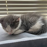 Ash joined the competition — help win amazing prizes! kitten, sleeping, grey, white, fur, pet, animal, indoor, closeup, cute, resting, small, young, window_blinds, soft_light, nap, cozy, feline, peaceful, domestic_cat