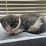 kitten, sleeping, grey, white, fur, pet, animal, indoor, closeup, cute, resting, small, young, window_blinds, soft_light, nap, cozy, feline, peaceful, domestic_cat