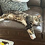 animal, cat, comfort, couch, cozy, domestic_animal, feline, fur, home, household, indoor, leather, paw, pet, pillow, relaxing, resting, sleeping, tabby, whiskers