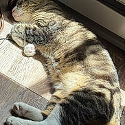 Jaks Neve is registered to the contest to win money with this photo: animal, cat, closeup, cozy, cute, domestic_cat, feline, fur, indoor, paw, peaceful, pet, relaxing, resting, sleeping, sunlight, tabby_cat, tail, whiskers, wooden_floor