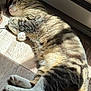 animal, cat, closeup, cozy, cute, domestic_cat, feline, fur, indoor, paw, peaceful, pet, relaxing, resting, sleeping, sunlight, tabby_cat, tail, whiskers, wooden_floor