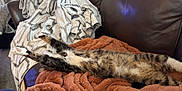 Jaks Neve joined the competition — help win amazing prizes! animal, brown_couch, cat, comfort, cozy, curtain, furniture, home, indoor, legs, lying_down, orange_blanket, paws, pet, relaxing, resting, sleepy, soft_texture, stretching, striped_fur