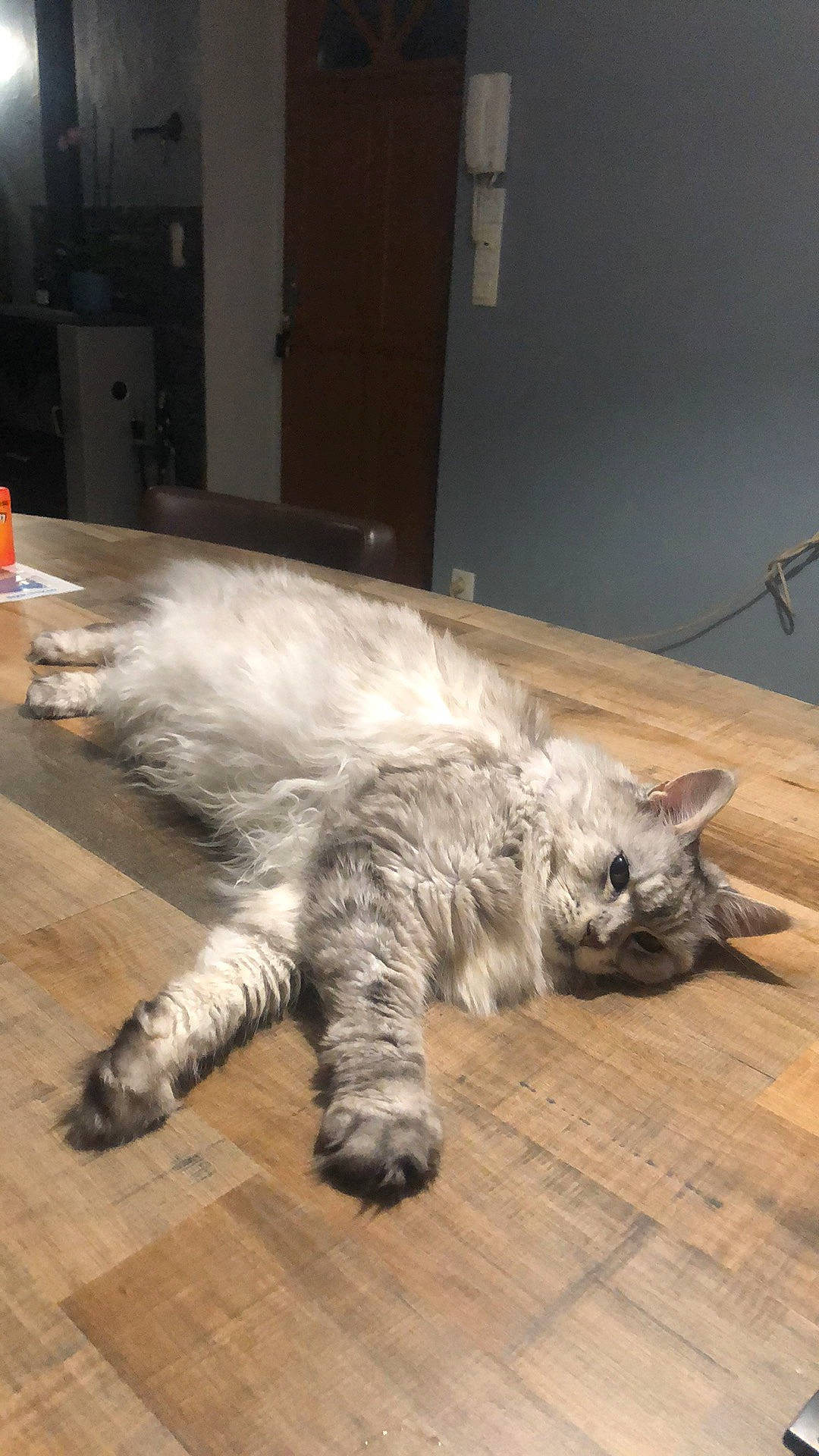 Izzie a rejoint le concours — aidez-le/la à gagner de superbes lots ! british_longhair, canidae, carnivore, cat, claw, domestic_short_haired_cat, felidae, flooring, fur, grey, hardwood, metal, paw, small_to_medium_sized_cats, snout, tail, terrestrial_animal, whiskers, wood, wood_flooring