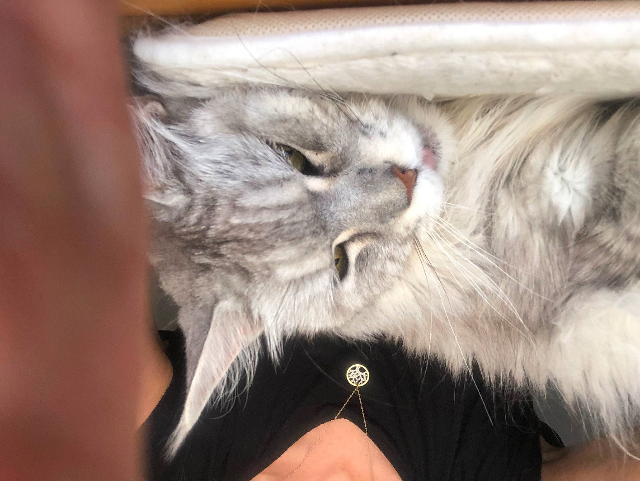 Izzie a rejoint le concours — aidez-le/la à gagner de superbes lots ! british_longhair, carnivore, cat, claw, comfort, domestic_short_haired_cat, ear, fang, felidae, fur, gesture, jewellery, moustache, nail, paw, photo_caption, small_to_medium_sized_cats, snout, whiskers, wrist