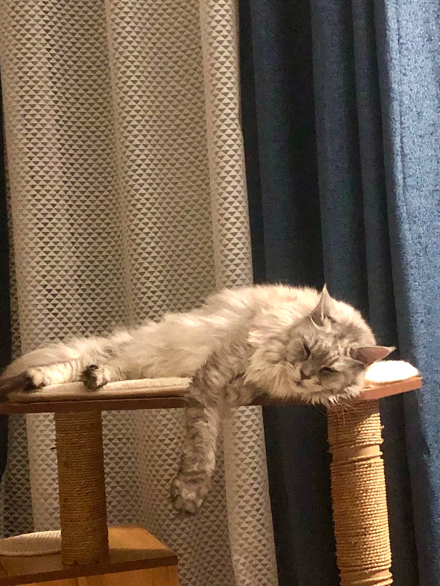 Izzie a rejoint le concours — aidez-le/la à gagner de superbes lots ! carnivore, cat, cat_supply, chair, comfort, curtain, domestic_short_haired_cat, fawn, felidae, fur, grey, hardwood, paw, plant, room, small_to_medium_sized_cats, tail, whiskers, window, wood