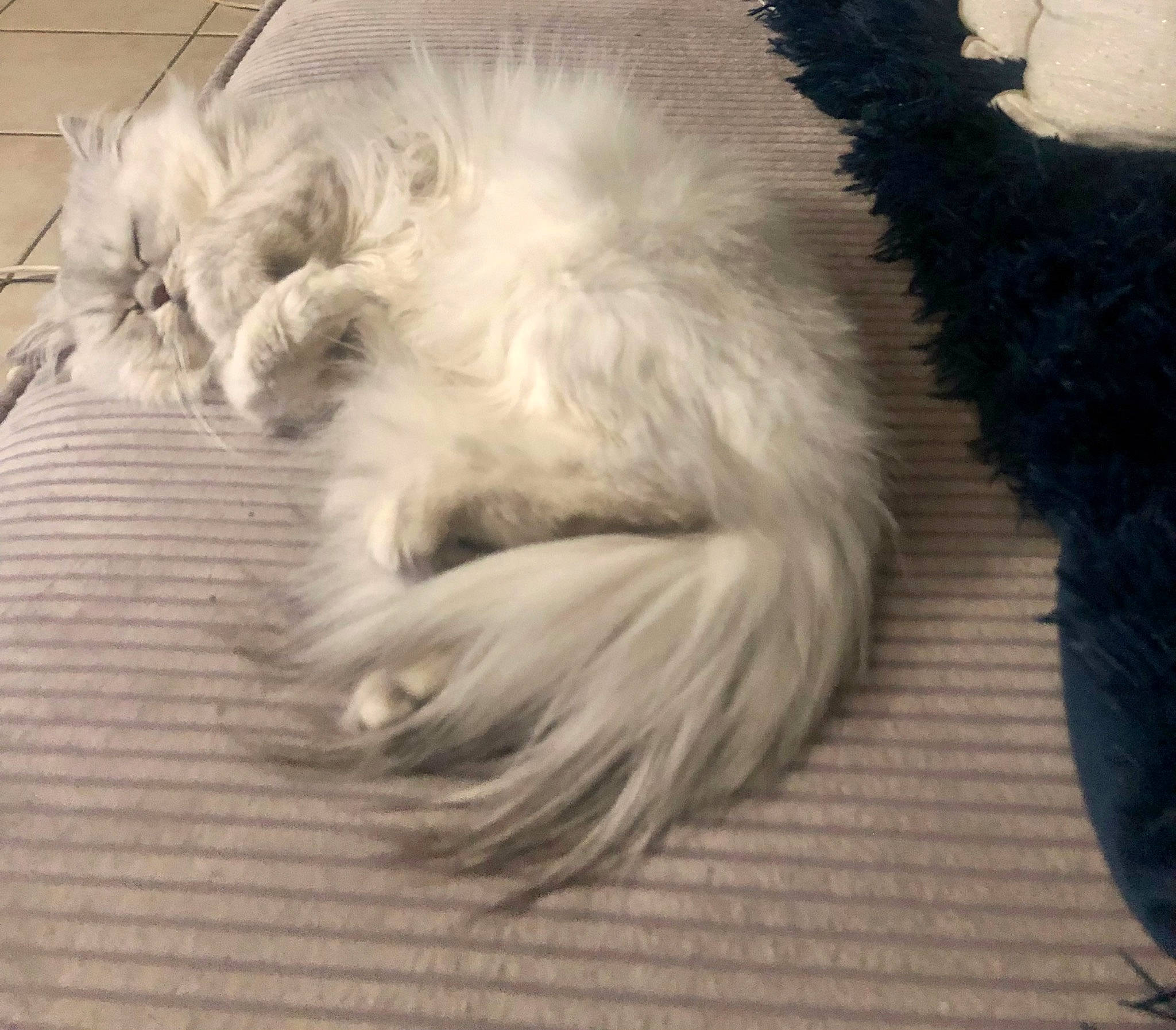 Michel a rejoint le concours — aidez-le/la à gagner de superbes lots ! british_longhair, canidae, carnivore, cat, claw, comfort, companion_dog, dog_breed, fawn, felidae, fur, grey, nap, paw, small_to_medium_sized_cats, snout, sporting_group, tail, terrestrial_animal, whiskers