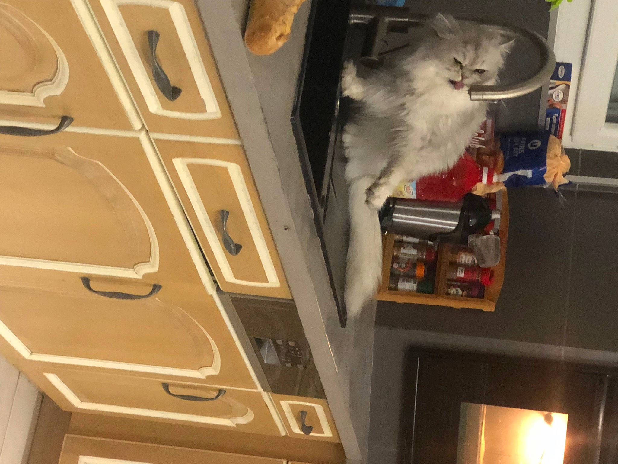 Michel a rejoint le concours — aidez-le/la à gagner de superbes lots ! air_travel, audio_equipment, bookcase, carnivore, cat, domestic_short_haired_cat, felidae, fur, hardwood, machine, picture_frame, room, shelf, shelving, small_to_medium_sized_cats, tail, vehicle, whiskers, wood