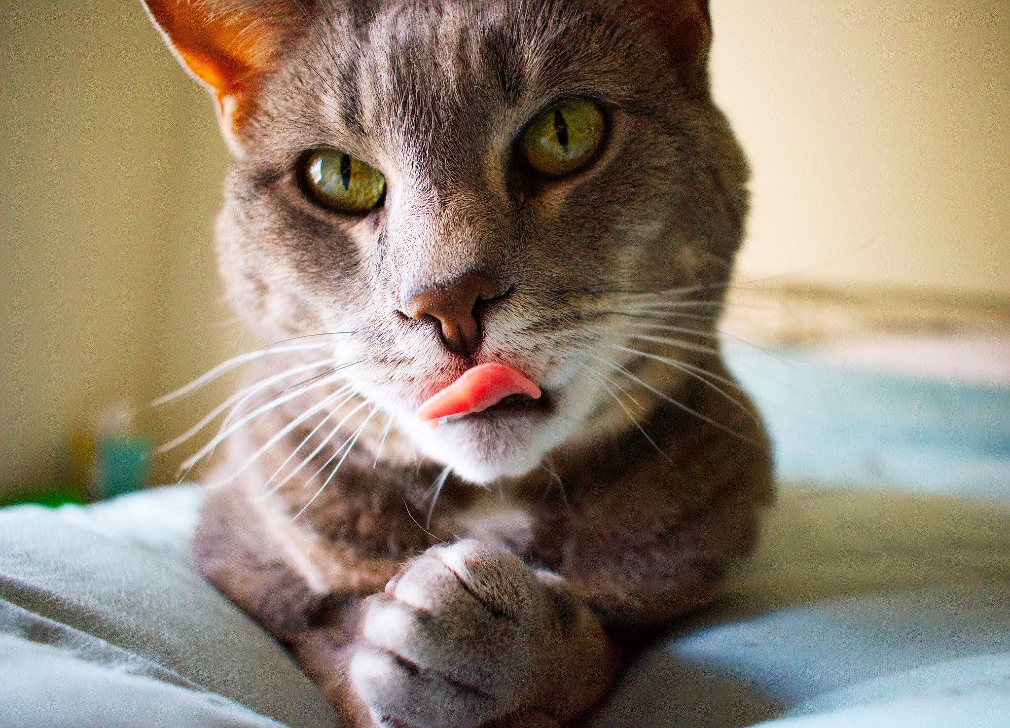 Florence joined the competition — help win amazing prizes! carnivore, cat, cat_supply, collar, comfort, curious, domestic_short_haired_cat, felidae, iris, organism, paw, pet_supply, skin, small_to_medium_sized_cats, snout, terrestrial_animal, vertebrate, whiskers