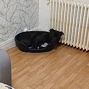 Rexo participe au concours pour gagner de l'argent avec cette photo : dog, black_dog, dog_bed, wooden_floor, radiator, wallpaper, leaf_pattern, indoor, resting, pet, corner, home, cozy, quiet, relaxation, furniture, floor, black, animal, room