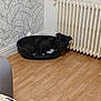 dog, black_dog, dog_bed, wooden_floor, radiator, wallpaper, leaf_pattern, indoor, resting, pet, corner, home, cozy, quiet, relaxation, furniture, floor, black, animal, room