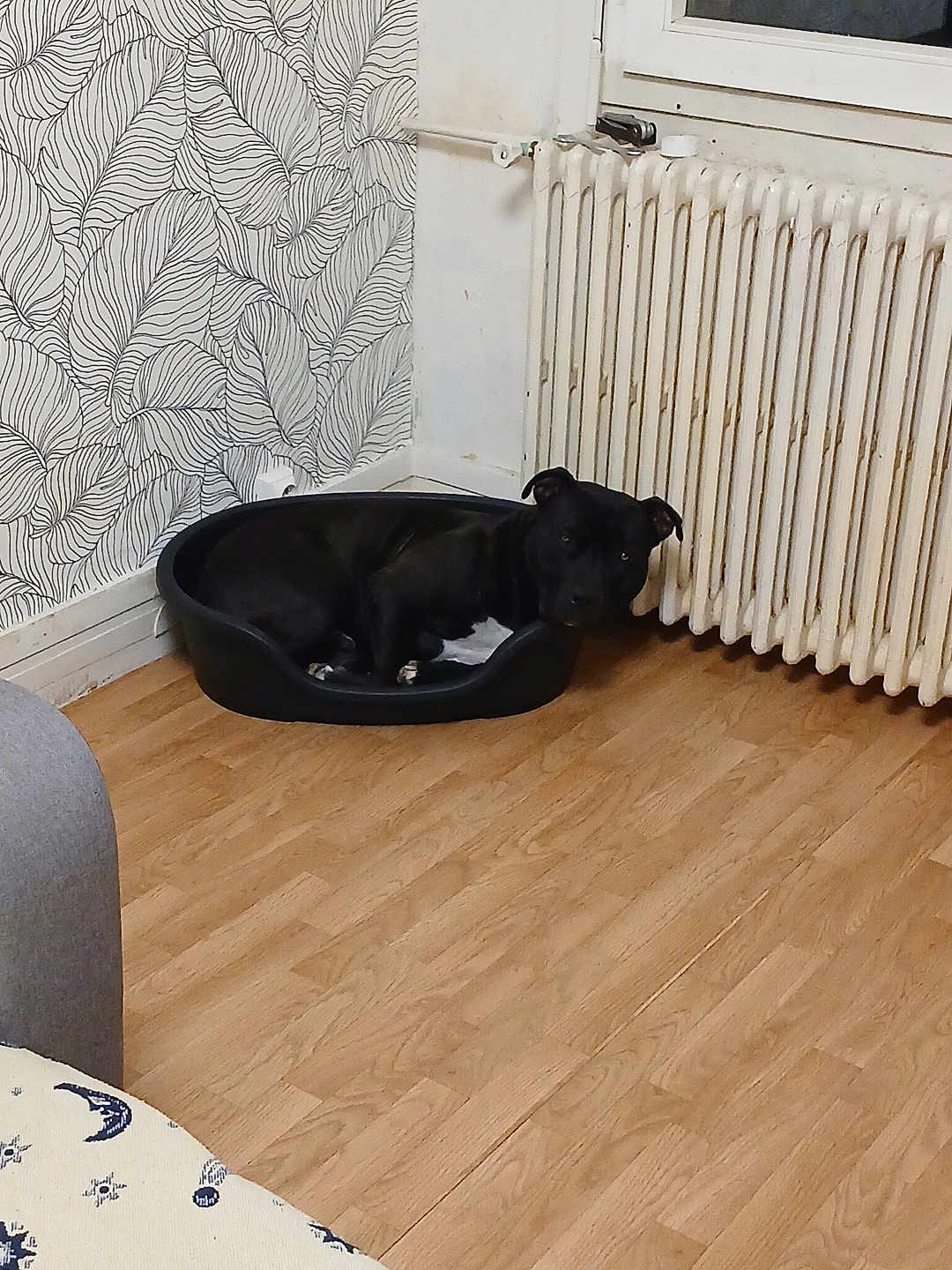 Rexo participe au concours pour gagner de l'argent avec cette photo : dog, black_dog, dog_bed, wooden_floor, radiator, wallpaper, leaf_pattern, indoor, resting, pet, corner, home, cozy, quiet, relaxation, furniture, floor, black, animal, room