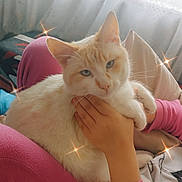 Snow a rejoint le concours — aidez-le/la à gagner de superbes lots ! animal, cat, comfort, cozy, curtains, feline, fur, hand, household, indoor, lap, light, mammal, person, pet, pink_clothing, relaxation, resting, sparkles, window