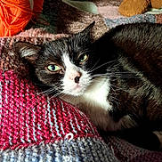 Grizouille participe au concours pour gagner de l'argent avec cette photo : cat, black_and_white, knitted_blanket, yarn, orange, teddy_bear, cozy, indoor, pet, relaxed, feline, whiskers, close_up, soft_texture, sleepy, colorful, domestic_animal, resting, cute, warm_light