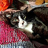 cat, black_and_white, knitted_blanket, yarn, orange, teddy_bear, cozy, indoor, pet, relaxed, feline, whiskers, close_up, soft_texture, sleepy, colorful, domestic_animal, resting, cute, warm_light