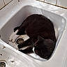 cat, sink, sleeping, black_and_white, animal, pet, fur, resting, indoor, tile, drain, white, cozy, relaxation, cute, quiet, nap, feline, curled_up, shadow