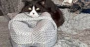 Grizouille participe au concours pour gagner de l'argent avec cette photo : animal, black_and_white, cat, colorful, cozy, cute, feline, home, indoor, knitted_blanket, knitting, pattern, pet, pillow, relaxed, resting, sofa, soft, textile, yarn