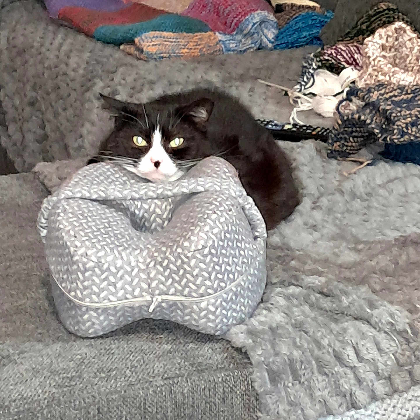 Grizouille participe au concours pour gagner de l'argent avec cette photo : cat, black_and_white, knitted_blanket, cozy, pillow, knitting, yarn, colorful, indoor, pet, relaxed, feline, sofa, textile, pattern, home, resting, cute, animal, soft