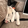 kitten, cat, black_and_white, pet, indoor, couch, furniture, tablet, relaxed, cute, small, collar, paws, pink_pads, corduroy, seated, cozy, domestic, young, animal