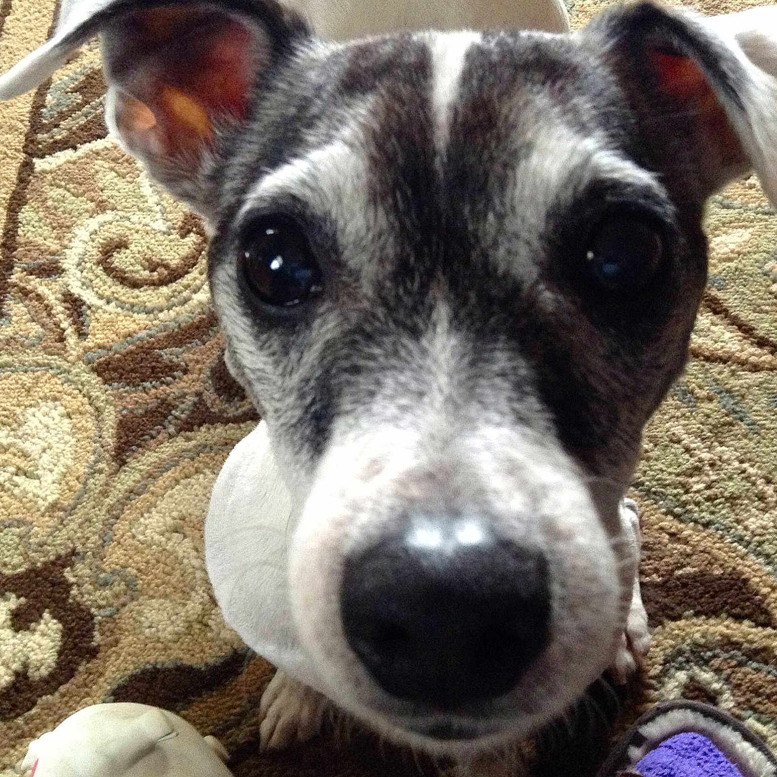 Cooper joined the competition — help win amazing prizes!