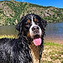 Radjah a rejoint le concours — aidez-le/la à gagner de superbes lots ! animal, bernese_mountain_dog, blue_sky, canine, daytime, dog, grass, happy, hill, lake, landscape, mountain, nature, outdoor, pet, summer, sunny, tongue_out, water, wet_dog