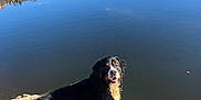 Radjah a rejoint le concours — aidez-le/la à gagner de superbes lots ! animal, bernese_mountain_dog, calm, dog, friendly, fur, happy, hill, lake, landscape, nature, outdoor, pet, reflection, rock, rocks, sunlight, tree, water, wet