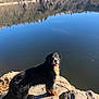 animal, bernese_mountain_dog, calm, dog, friendly, fur, happy, hill, lake, landscape, nature, outdoor, pet, reflection, rock, rocks, sunlight, tree, water, wet