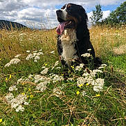 Radjah participe au concours pour gagner de l'argent avec cette photo : dog, bernese_mountain_dog, grass, wildflowers, meadow, outdoor, nature, clouds, sky, tongue_out, happy, sitting, greenery, plants, summer, canine, animal, scenic, field, daytime
