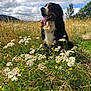 dog, bernese_mountain_dog, grass, wildflowers, meadow, outdoor, nature, clouds, sky, tongue_out, happy, sitting, greenery, plants, summer, canine, animal, scenic, field, daytime