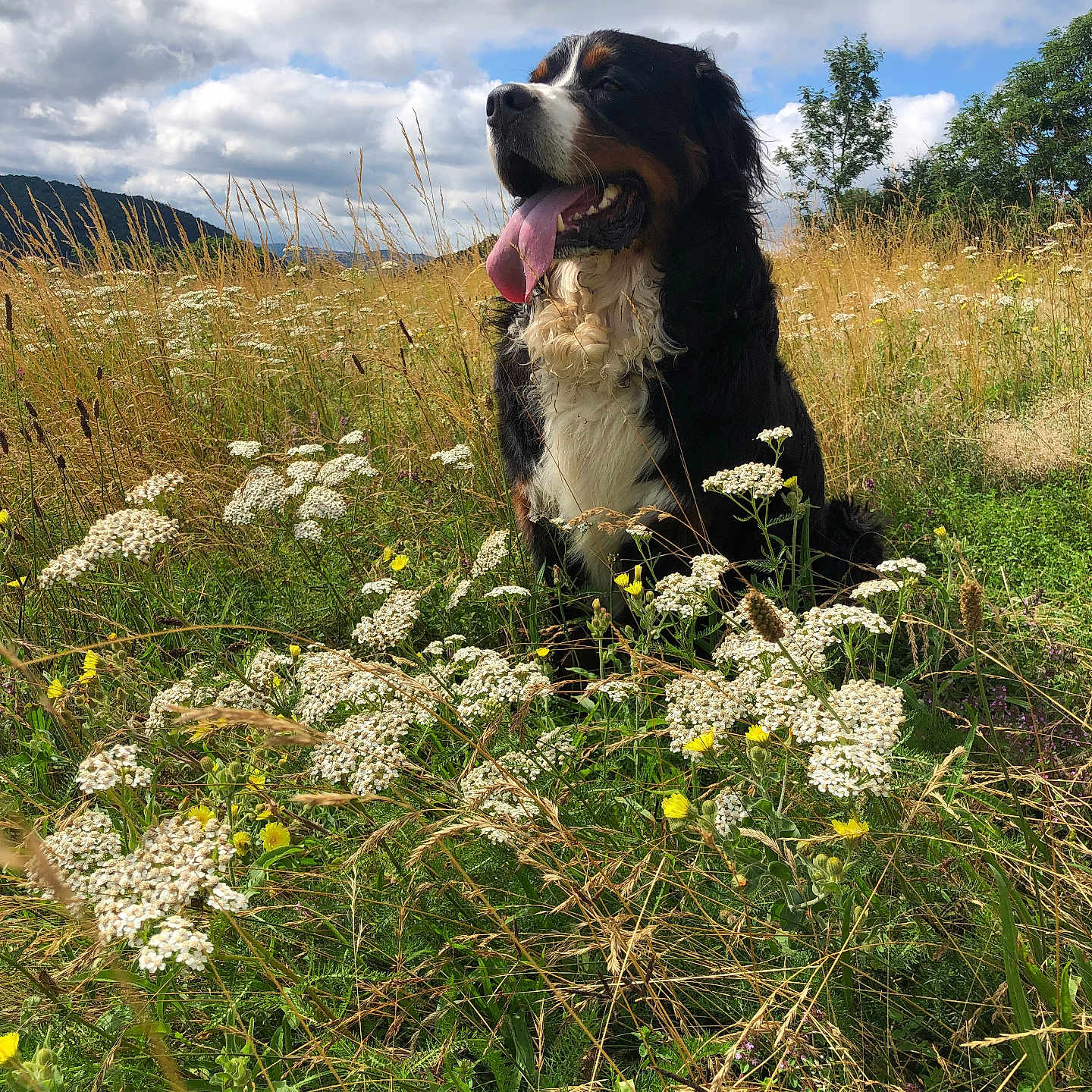 Radjah participe au concours pour gagner de l'argent avec cette photo : animal, bernese_mountain_dog, canine, clouds, daytime, dog, field, grass, greenery, happy, meadow, nature, outdoor, plants, scenic, sitting, sky, summer, tongue_out, wildflowers
