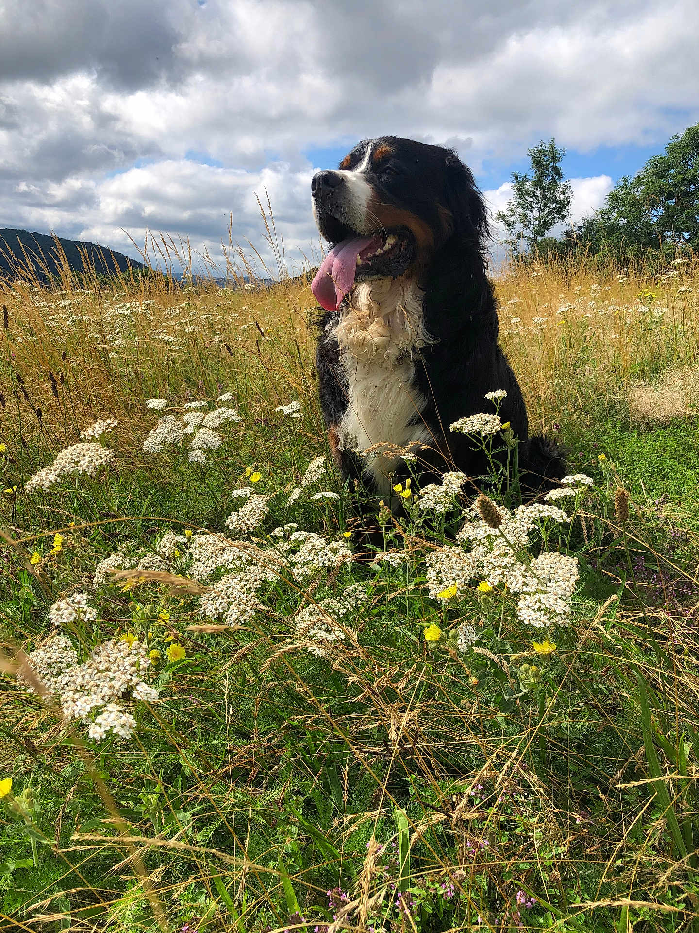 Radjah participe au concours pour gagner de l'argent avec cette photo : dog, bernese_mountain_dog, grass, wildflowers, meadow, outdoor, nature, clouds, sky, tongue_out, happy, sitting, greenery, plants, summer, canine, animal, scenic, field, daytime