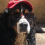 Radjah a rejoint le concours — aidez-le/la à gagner de superbes lots ! accessory, animal, bernese_mountain_dog, black_fur, brown_fur, cap, close_up, cute, dog, fashion, fur, laying_down, outdoor, pet, portrait, relaxed, summer, sunglasses, sunlight, white_fur